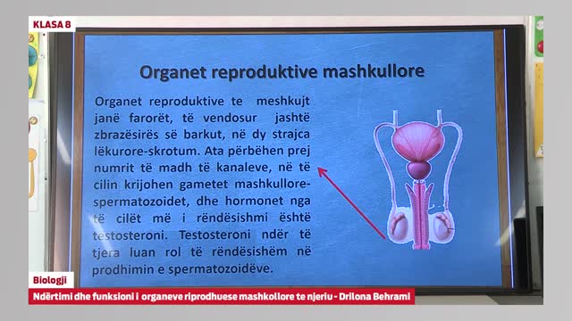 Klasa 8 - Biologji - Ndërtimi dhe funksionimi i organeve riprodhuese ...